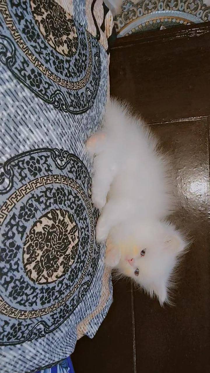 Persian kittens 2