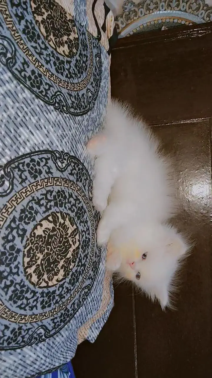 Persian kittens — photo 3