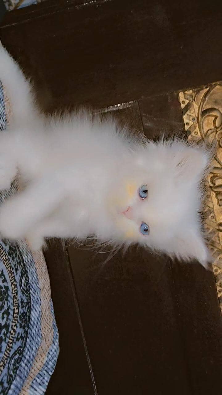 Persian kittens 3