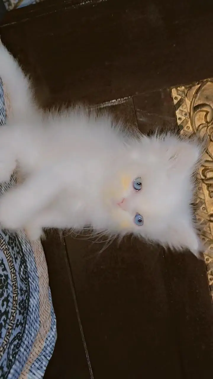 Persian kittens — photo 4
