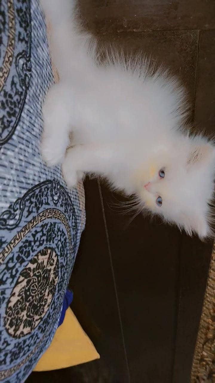Persian kittens 4