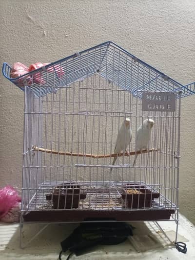 2 astralian femals and pinjra
