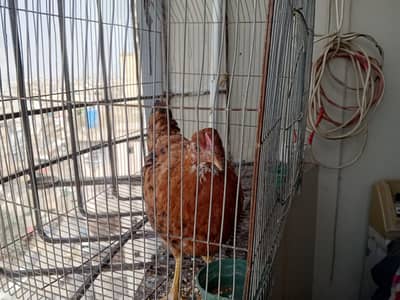 Golden Misri Hen