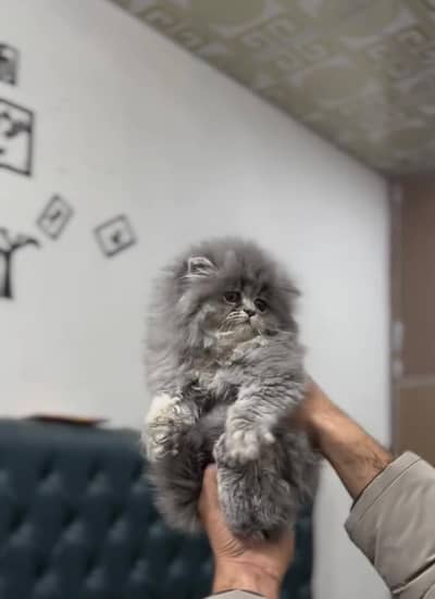 Persian kittens whatp ///0327 ///6410026///