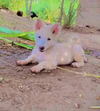 pista home breed