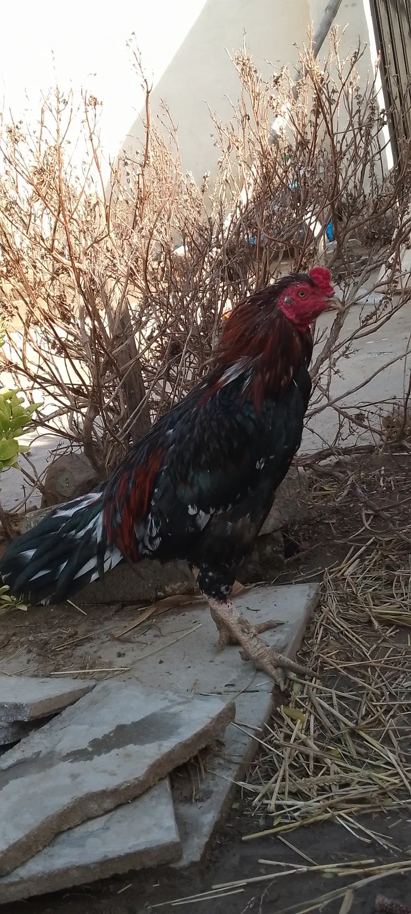 Ye ak do ki picture lagai hei or bi hein mukhtakef desi aseel ande wa — photo 4