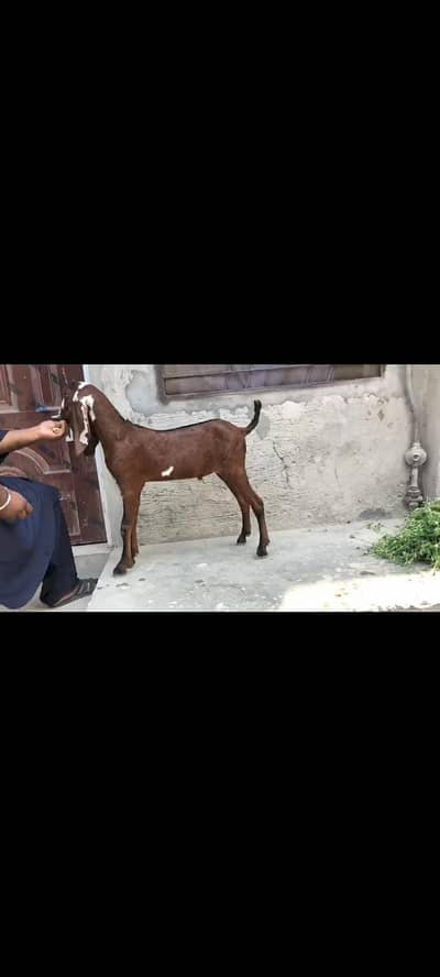 nagra breader baccha top class ki cheez hay age 4month