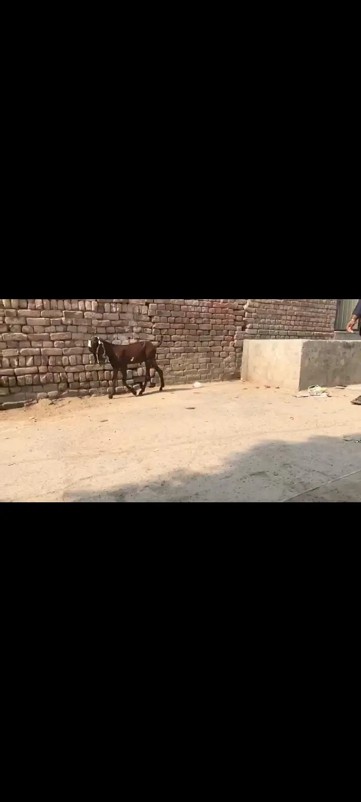 nagra breader baccha top class ki cheez hay age 4month — photo 4