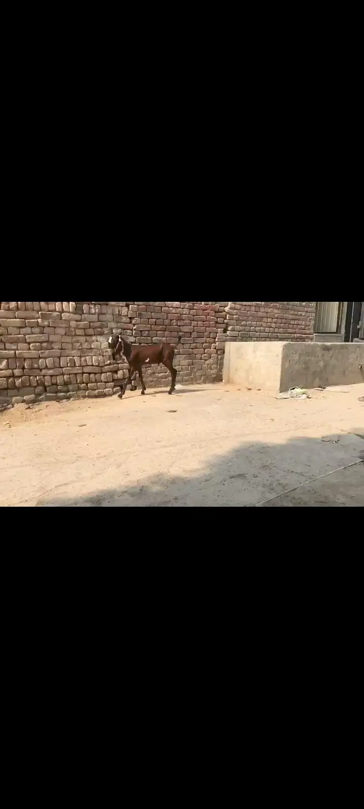 nagra breader baccha top class ki cheez hay age 4month — photo 6