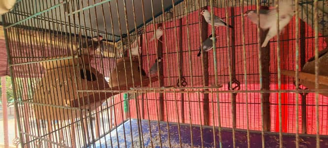 5 pairs java birds with big colony cage