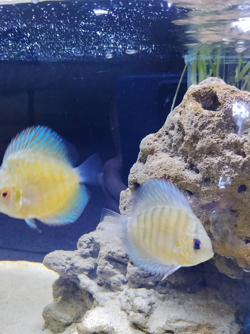 Discus fish 0
