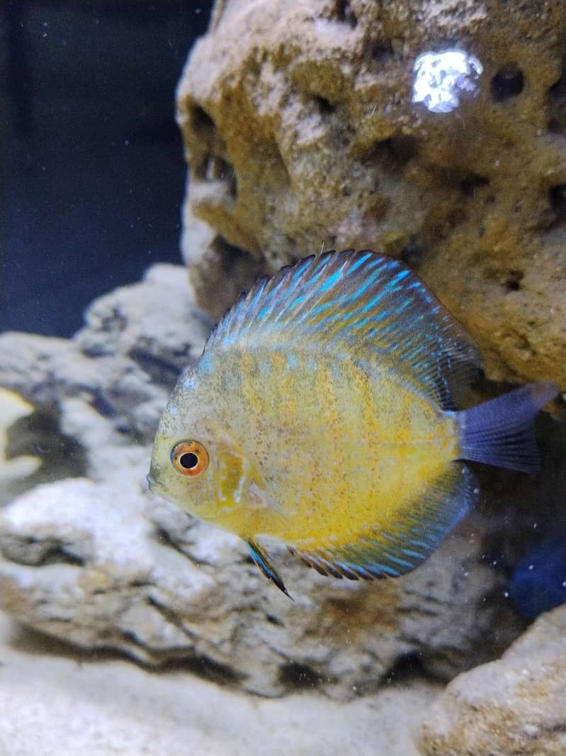 Discus fish 1