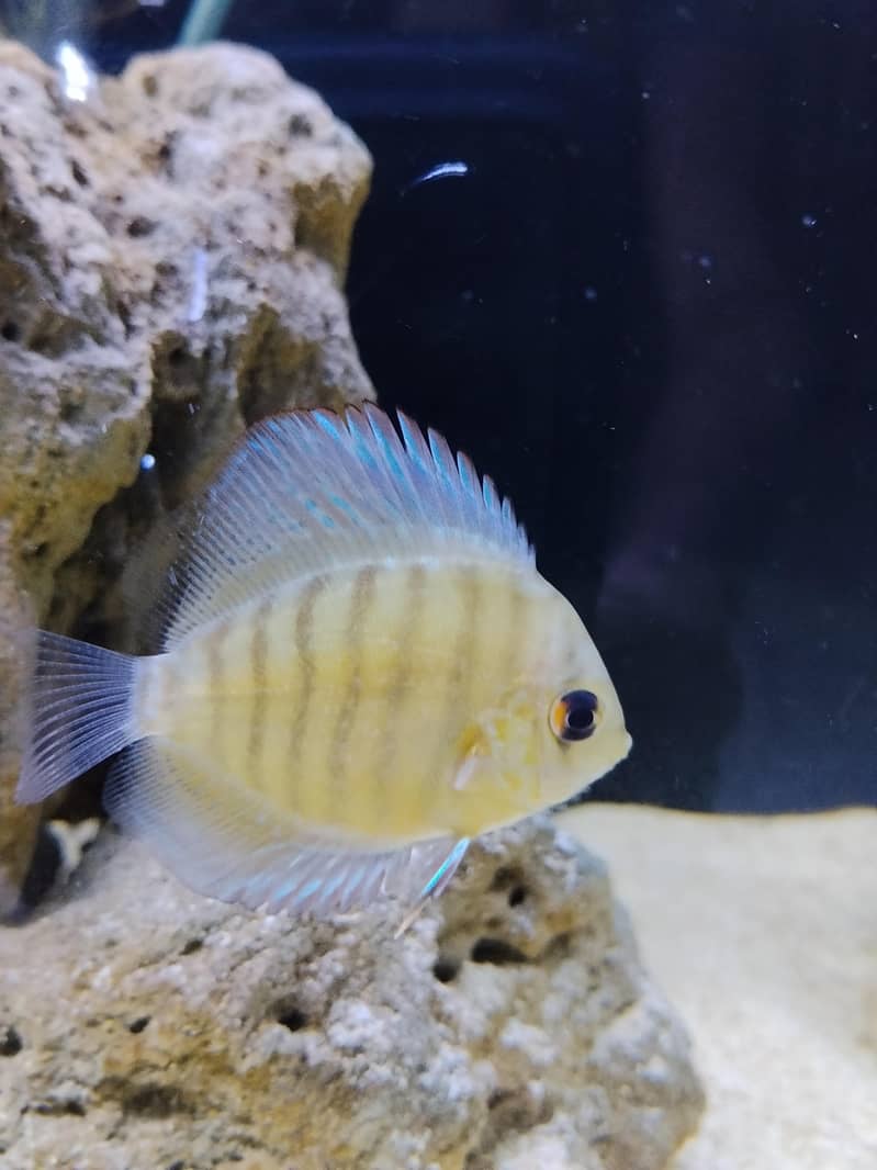 Discus fish 2