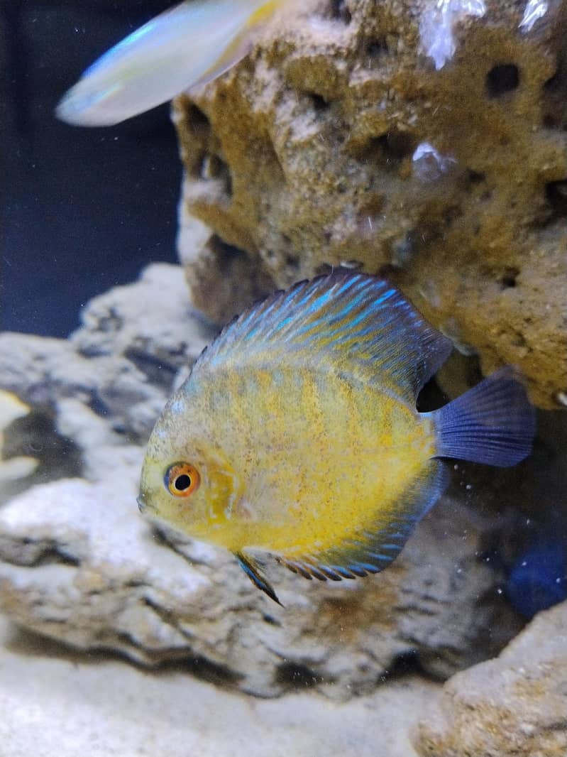 Discus fish 3