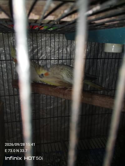 1 Pair and 1 child not confirm male or female