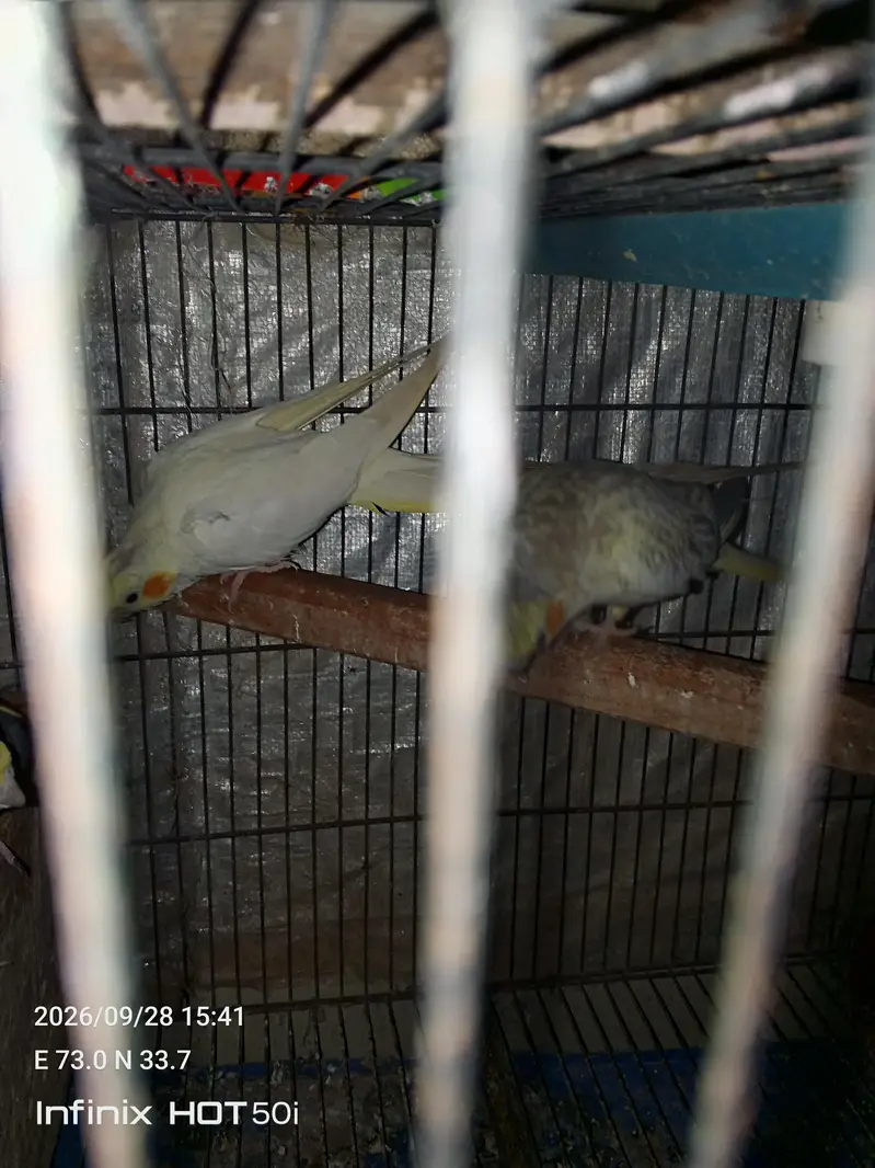 1 Pair and 1 child not confirm male or female — photo 2