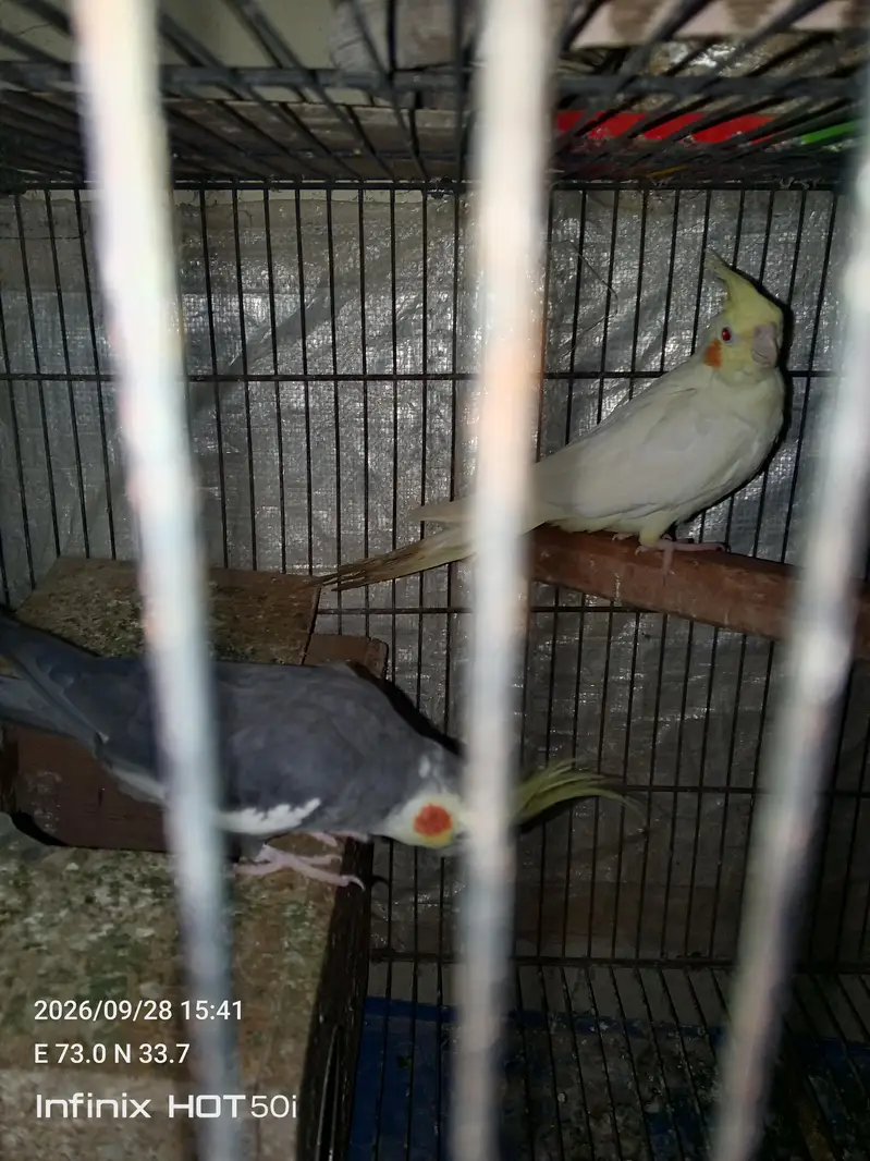 1 Pair and 1 child not confirm male or female — photo 3
