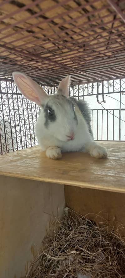 White Red eyes|Albino|Breeder Female|white RabbitKharghosh