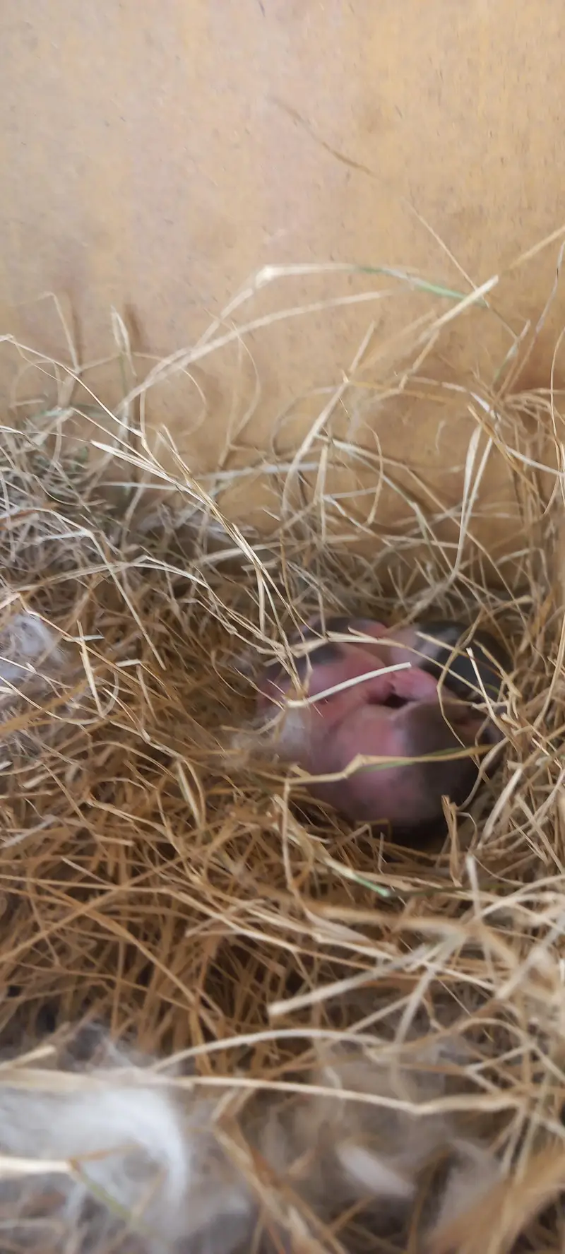White Red eyes|Albino|Breeder Female|white RabbitKharghosh — photo 2