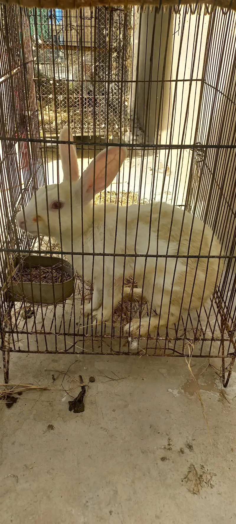 White Red eyes|Albino|Breeder Female|white RabbitKharghosh — photo 3