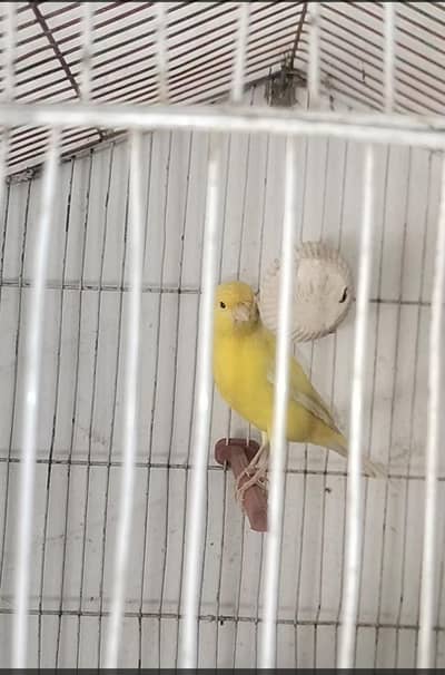beautiful bird