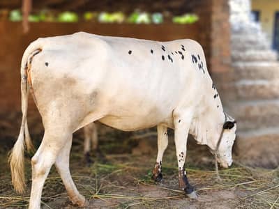 Cow for sale