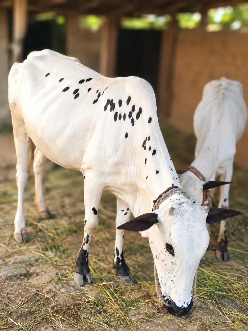 Cow for sale — photo 2