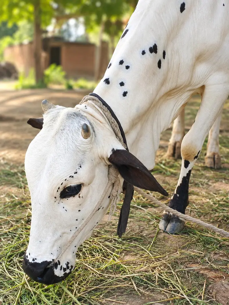 Cow for sale — photo 3