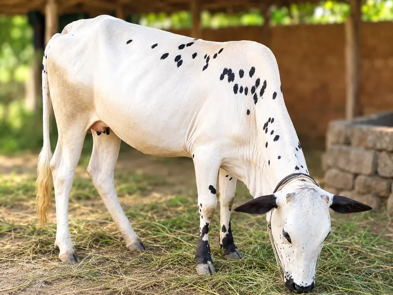 Cow for sale — photo 4