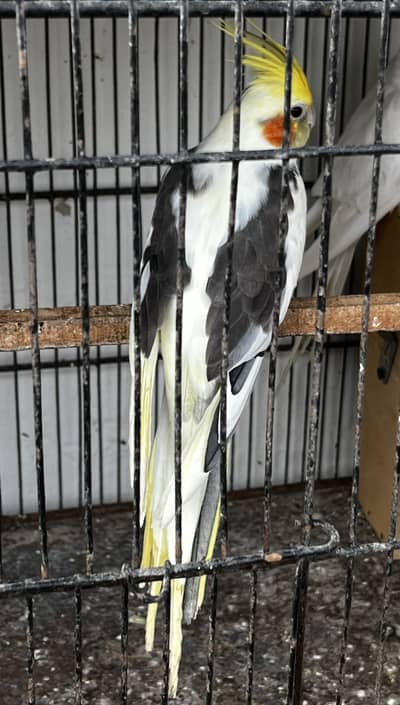 Cockatiel breeder pair