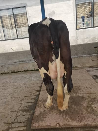 HF Cross 30 liter per day record