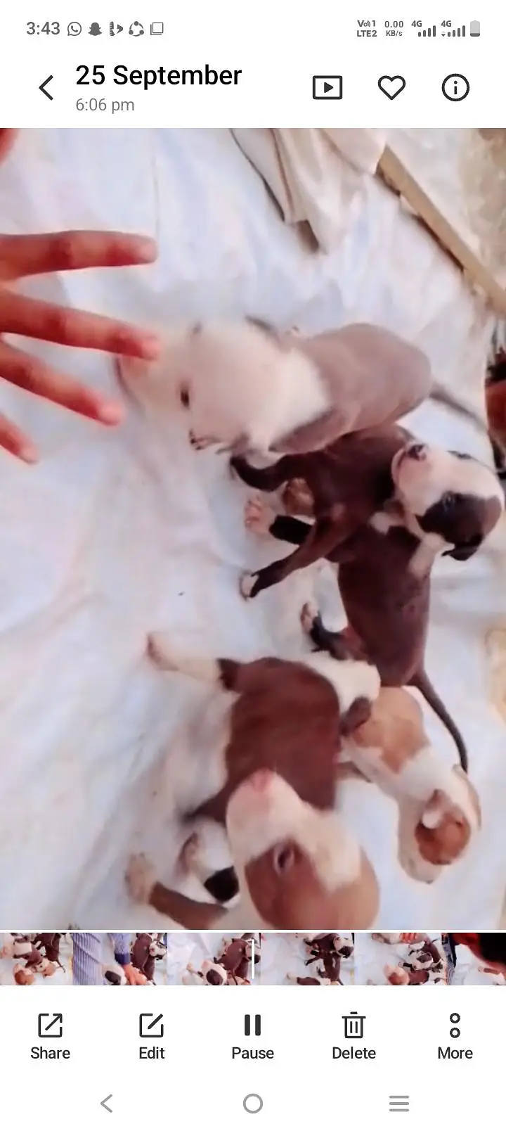 Pitbull puppy VIP quality male and female — photo 4