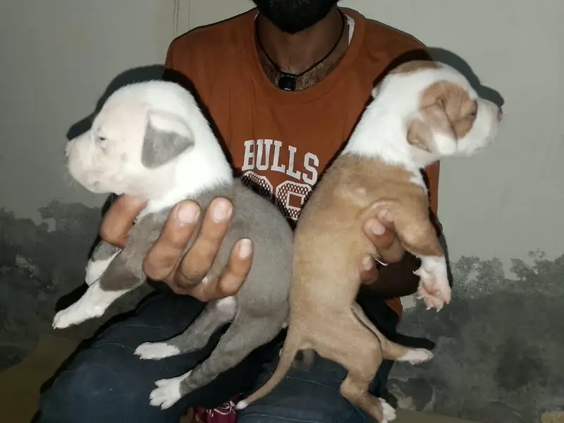Pitbull puppy VIP quality male and female — photo 6