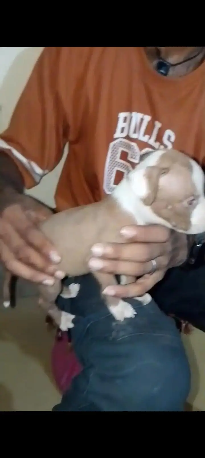 Pitbull puppy VIP quality male and female — photo 7
