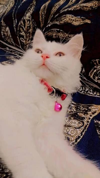 Persian cat Hazel eyes