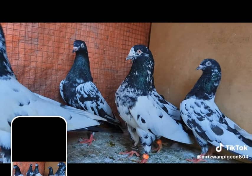 rampuri 1