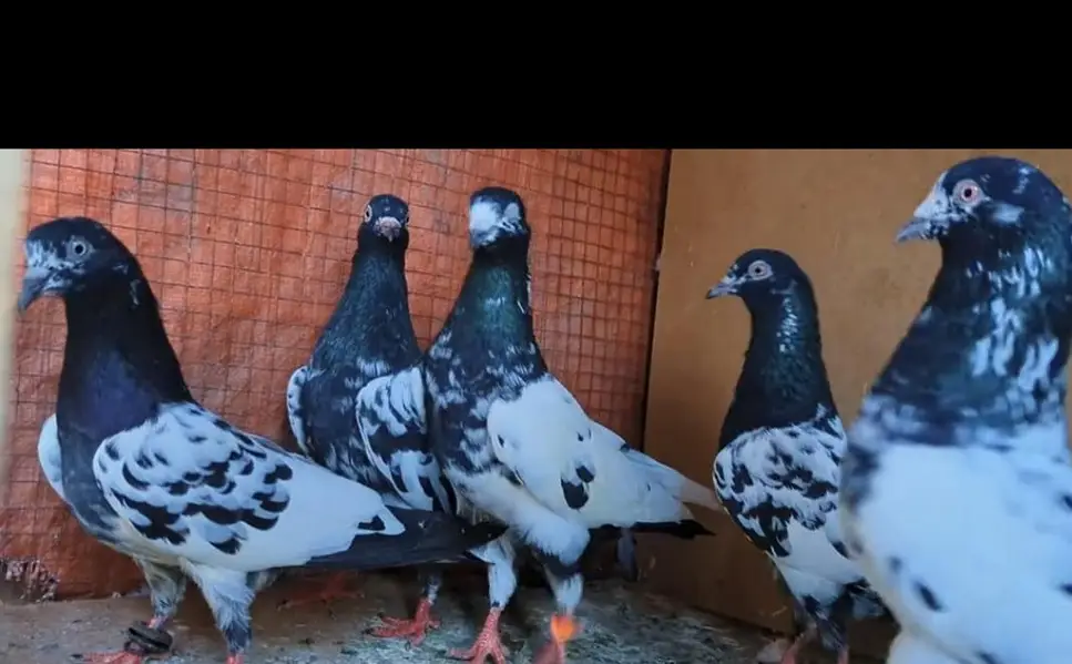 rampuri — photo 3