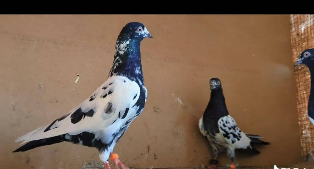 rampuri 3