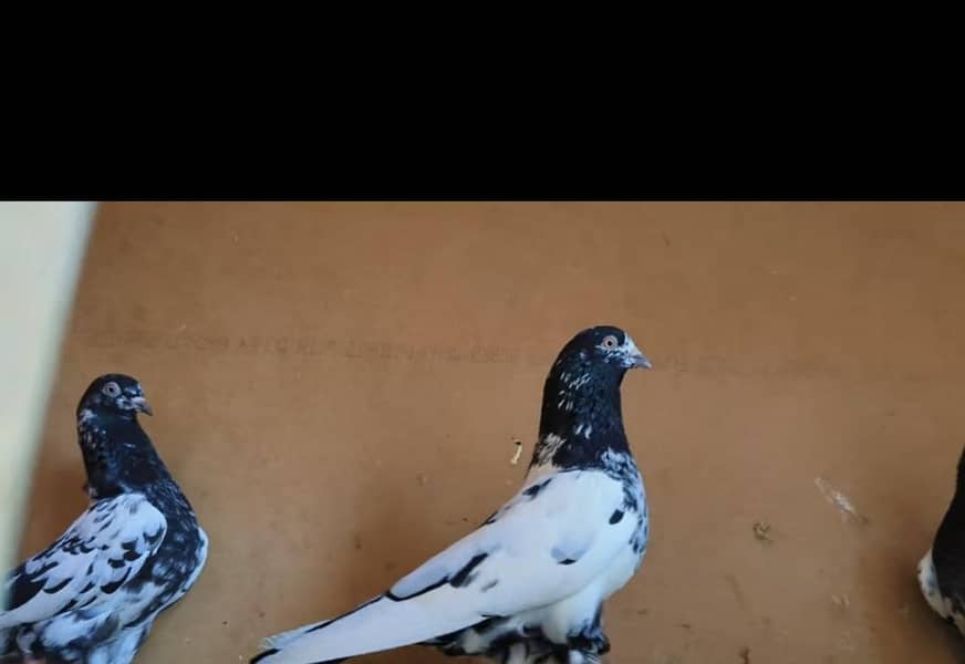 rampuri 4