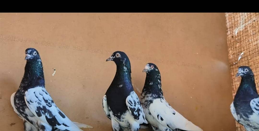 rampuri 6