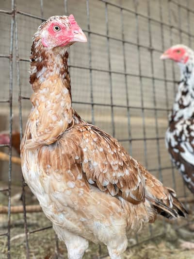 Aseel Mianwali Young females Avaliable for sale