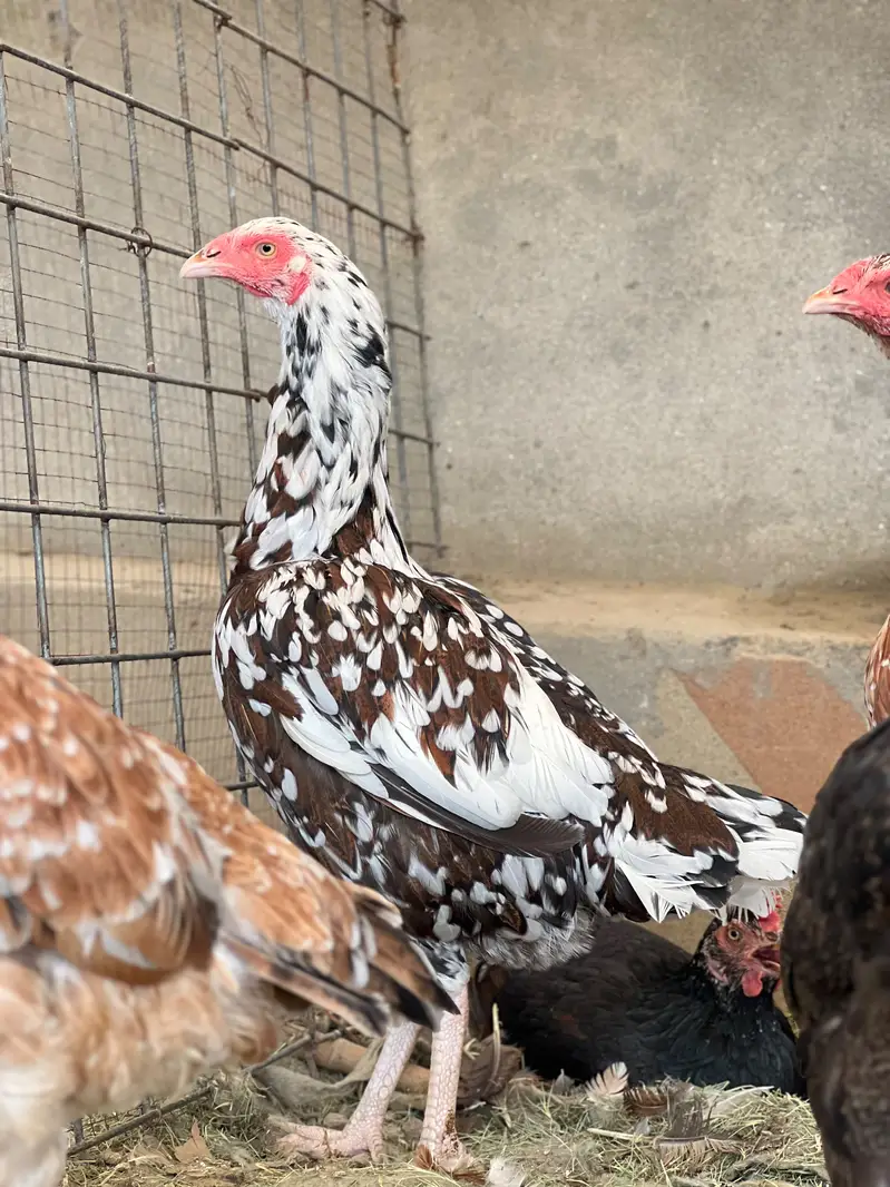 Aseel Mianwali Young females Avaliable for sale — photo 2