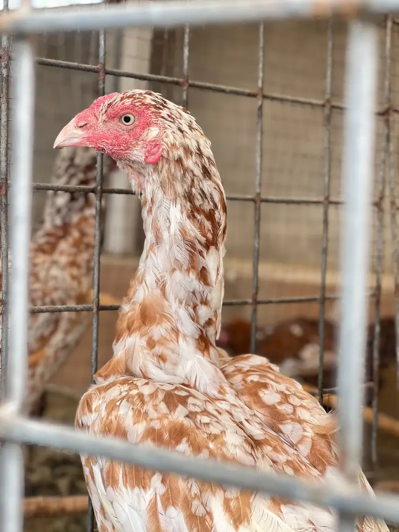 Aseel Mianwali Young females Avaliable for sale — photo 3