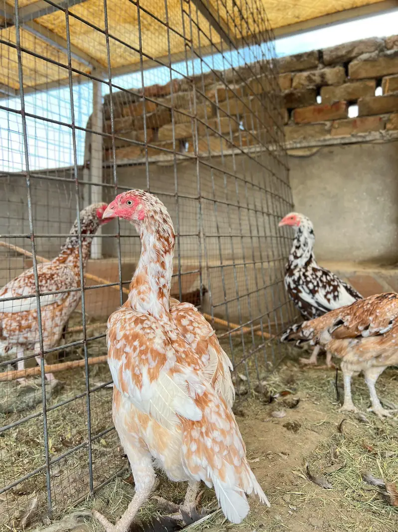 Aseel Mianwali Young females Avaliable for sale — photo 4