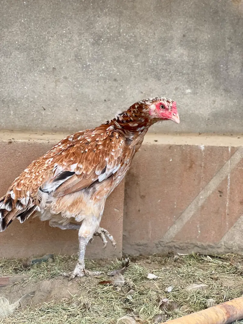Aseel Mianwali Young females Avaliable for sale — photo 5