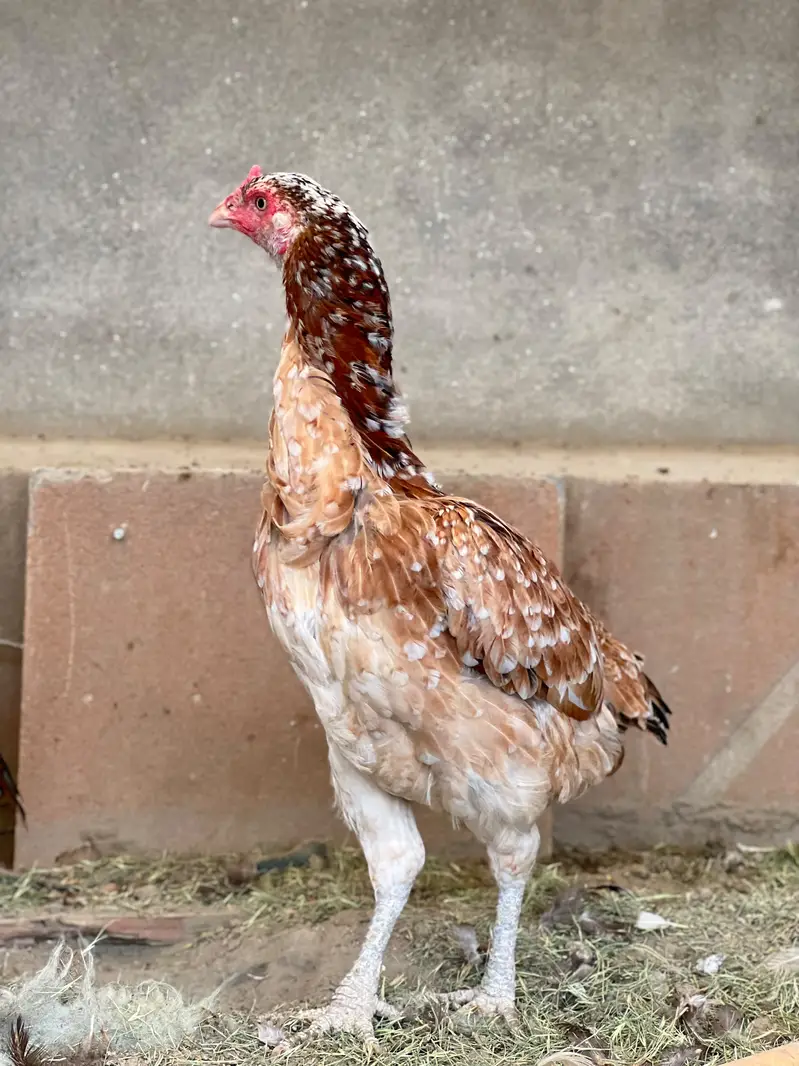 Aseel Mianwali Young females Avaliable for sale — photo 6