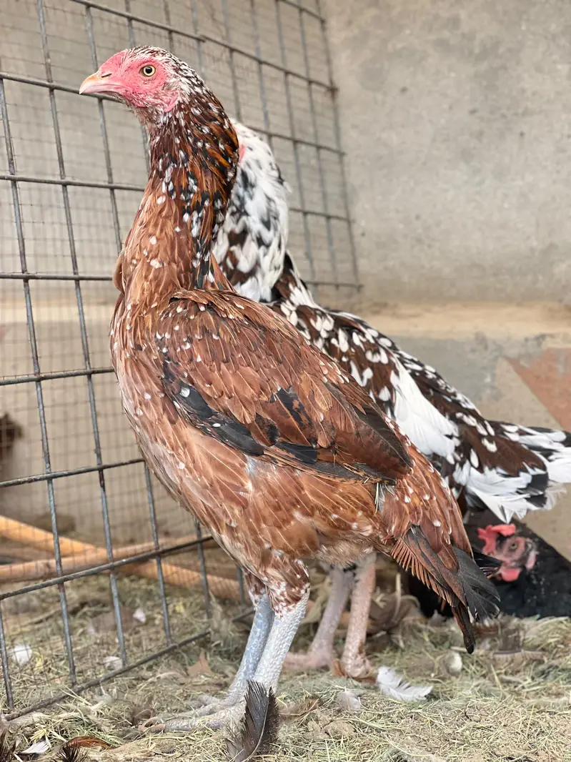 Aseel Mianwali Young females Avaliable for sale — photo 7