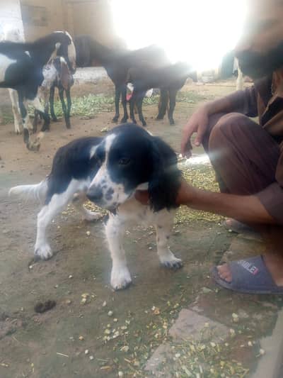 American pointer healthy ND active