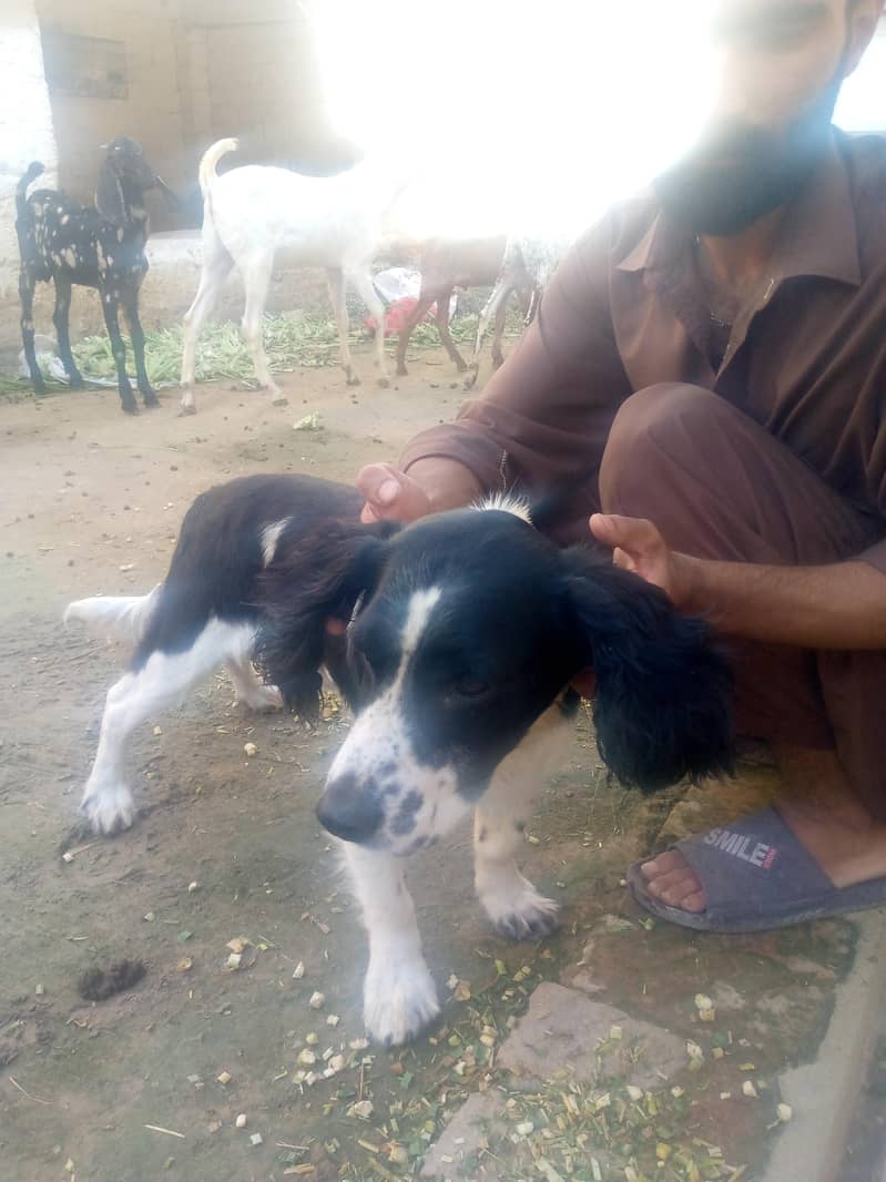 American pointer healthy ND active 1