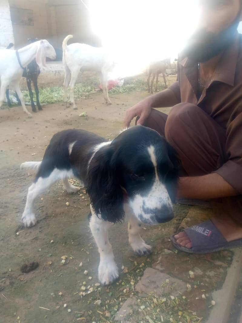 American pointer healthy ND active 2